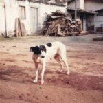Galeria (15)